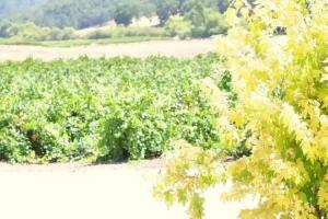 Villa Vino at Poalillo Vineyards, Paso Robles