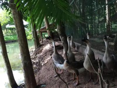 Phu Pha Nam Resort - 16