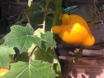 Phu Pha Nam Resort - 48