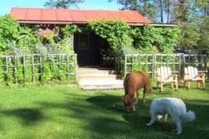 Teepee Meadows Guest Cottages, Valemount