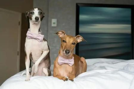 The Westin Harbour Castle, Toronto - 36