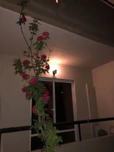 Jimmy’s Garden - 11