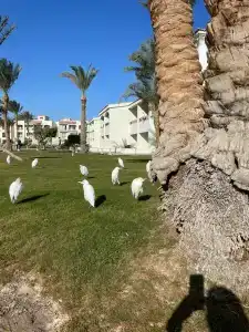 Pickalbatros Dana Beach Resort - Hurghada - 55