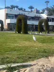 Pyramisa Beach Resort Sharm El Sheikh - 54