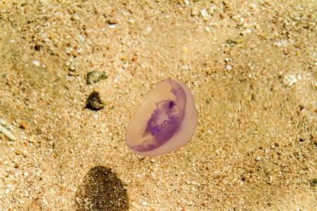 Jaz Makadi Saraya Palms - 98