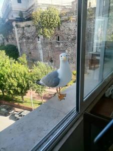 Erguvan - Special Category - 49