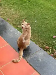 Dahab Lagoon Club & Resort Ex Tirana Dahab - 98