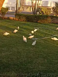 Sharm Reef Resort - 6