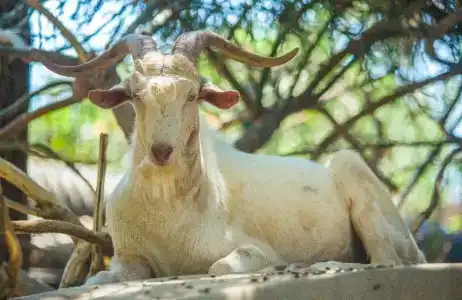 Lonicera World - Ultra All Inclusive - 54