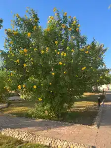 Pharaoh Azur Resort - 65