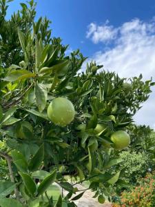 Kimera Lounge Boutique & Spa - 37