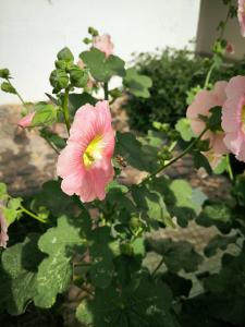 Amarina Abu Soma Resort & Aquapark - 99