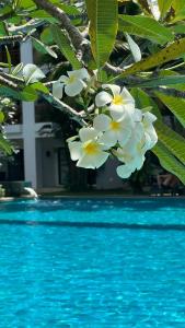 Naithonburi Beach Resort - SHA Extra Plus - 23