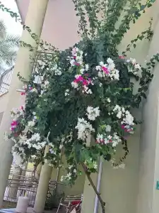 Transatlantik & Spa - 47