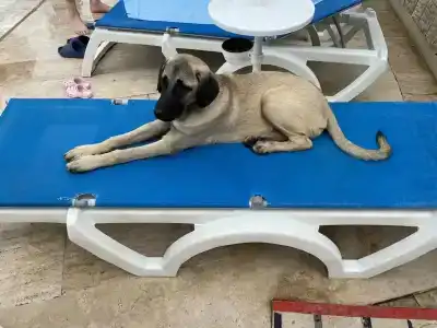 Saphir & Villas - 55