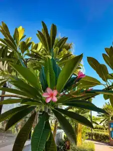 Mylome Luxury & Resort - 39