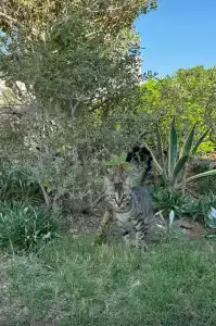 Naama Bay & Resort - 94