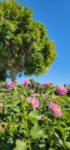 Andriake Beach Club Demre - 61