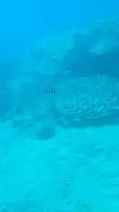 Sea Star Beau Rivage - 97