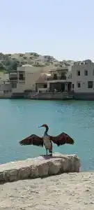 The Cove Rotana Resort - Ras Al Khaimah - 35