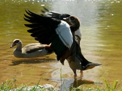 Am Schlosspark , Wiesbaden - 23