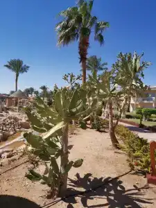 Parrotel Lagoon Waterpark Resort - 61