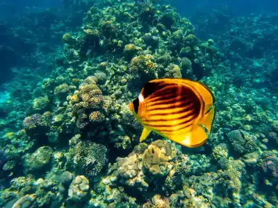 Reef Oasis Beach Aqua Park Resort - 58