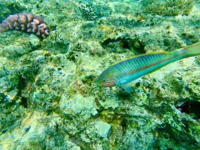 Grand Oasis Resort - 36