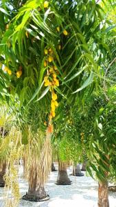 Marjan Island Resort & Spa Managed By Accor - 81