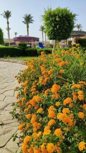 Ali Baba Palace -Families and Couples Only- - 50