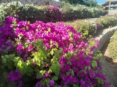 Reef Oasis Blue Bay Resort & Spa - 70