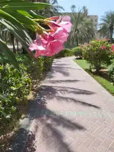 Coral Beach Resort Sharjah - 62