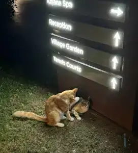 Rixos Premium Göcek - Adult Only - 94