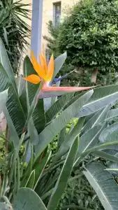 Mukarnas Spa & Resort - 55