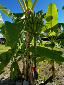 Calyptus Kirman Premium - Ultra All Inclusive - 25