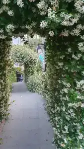 Iz Flower Side Beach - 45