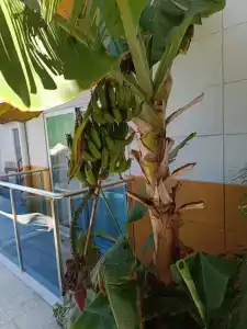 Arsi Enfi City Beach - 23