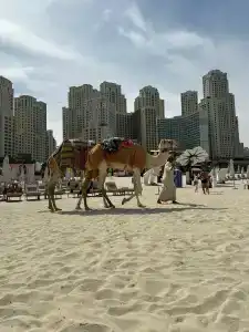 Amwaj Rotana, Jumeirah Beach - Dubai - 5