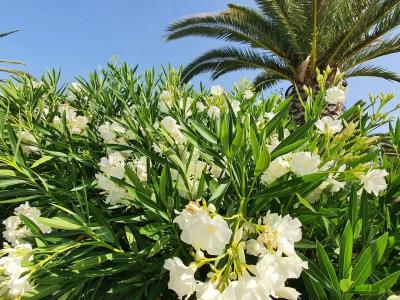 Club Marco Polo - Premium All Inclusive - 96