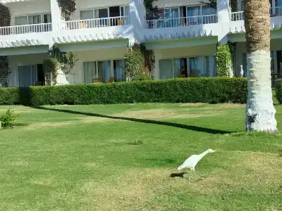 Monte Carlo Sharm Resort & Spa - 41