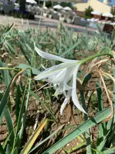 Calista Luxury Resort - 76