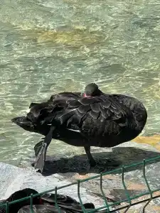 Dobedan World Palace ''Ex Brand Alva Donna World Palace '' - 60