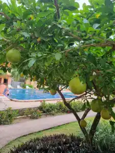 Coconut Beach Resort, Koh Chang - 12