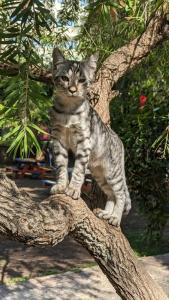 Armas Kaplan Paradise - 27