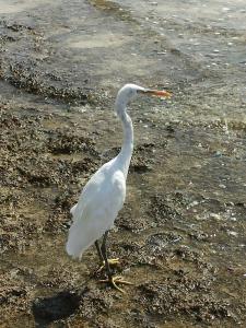 Sunrise Remal Beach Resort - 23