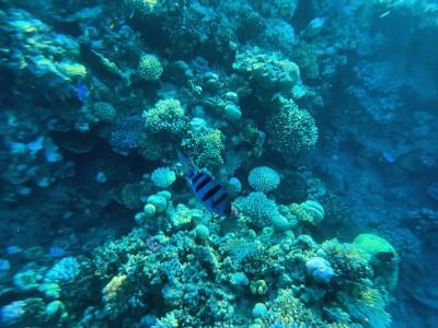 Savoy Sharm El Sheikh - 25