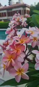 RuinAdalia - Adult Only - 10