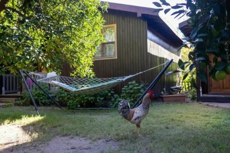 Caretta Caretta Pension - 15