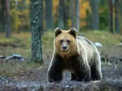 Holiday Club Kuusamon Tropiikki - 31