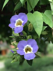 Mek Kiri Riverkwai Resort SHA - 24